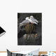 Close Up View Of Red-Legged Kittiwakes In Their Nest Wall Mural
