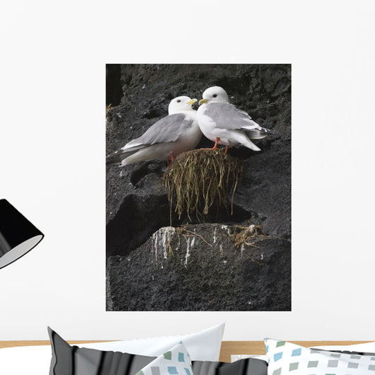 Close Up View Of Red-Legged Kittiwakes In Their Nest Wall Mural