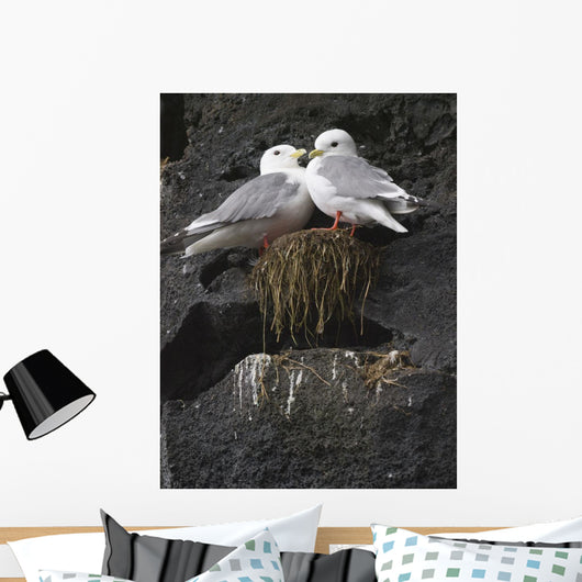 Close Up View Of Red-Legged Kittiwakes In Their Nest Wall Mural