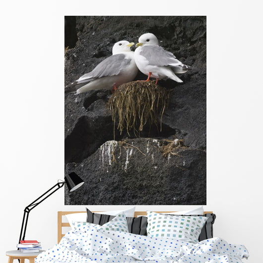 Close Up View Of Red-Legged Kittiwakes In Their Nest Wall Mural