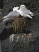 Close Up View Of Red-Legged Kittiwakes In Their Nest Wall Mural