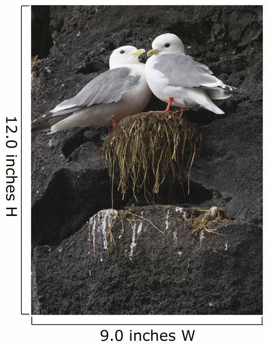 Close Up View Of Red-Legged Kittiwakes In Their Nest Wall Mural