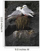 Close Up View Of Red-Legged Kittiwakes In Their Nest Wall Mural