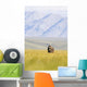 A Solitary Musk Ox Wanders Through The Grass Wall Mural