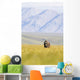 A Solitary Musk Ox Wanders Through The Grass Wall Mural