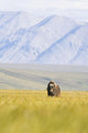 A Solitary Musk Ox Wanders Through The Grass Wall Mural