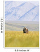 A Solitary Musk Ox Wanders Through The Grass Wall Mural