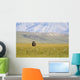 A Solitary Musk Ox Wanders Through The Grass Wall Mural