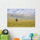 A Solitary Musk Ox Wanders Through The Grass Wall Mural