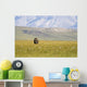 A Solitary Musk Ox Wanders Through The Grass Wall Mural