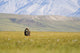 A Solitary Musk Ox Wanders Through The Grass Wall Mural