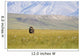 A Solitary Musk Ox Wanders Through The Grass Wall Mural