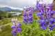 Lupine Flowers Wall Mural