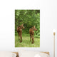 Twin Moose Calves 2-3 Weeks Old In Backyard Sc Ak Summer Anchorage Wall Mural