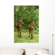 Twin Moose Calves 2-3 Weeks Old In Backyard Sc Ak Summer Anchorage Wall Mural