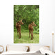 Twin Moose Calves 2-3 Weeks Old In Backyard Sc Ak Summer Anchorage Wall Mural
