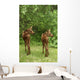 Twin Moose Calves 2-3 Weeks Old In Backyard Sc Ak Summer Anchorage Wall Mural