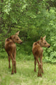 Twin Moose Calves 2-3 Weeks Old In Backyard Sc Ak Summer Anchorage Wall Mural