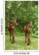 Twin Moose Calves 2-3 Weeks Old In Backyard Sc Ak Summer Anchorage Wall Mural