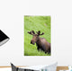 Bull Moose In Velvet Feeding On Spring Grass Wall Mural