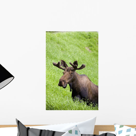Bull Moose In Velvet Feeding On Spring Grass Wall Mural