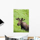 Bull Moose In Velvet Feeding On Spring Grass Wall Mural