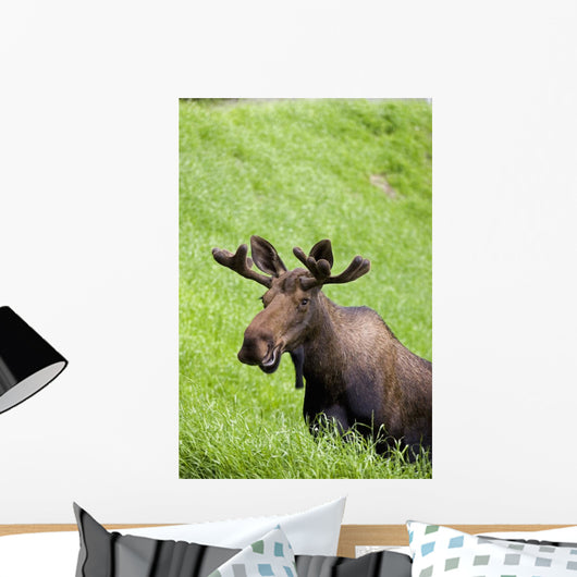 Bull Moose In Velvet Feeding On Spring Grass Wall Mural