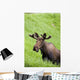 Bull Moose In Velvet Feeding On Spring Grass Wall Mural