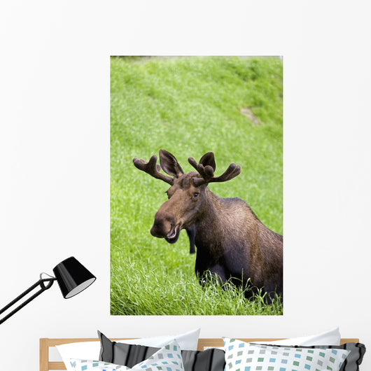 Bull Moose In Velvet Feeding On Spring Grass Wall Mural