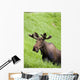 Bull Moose In Velvet Feeding On Spring Grass Wall Mural