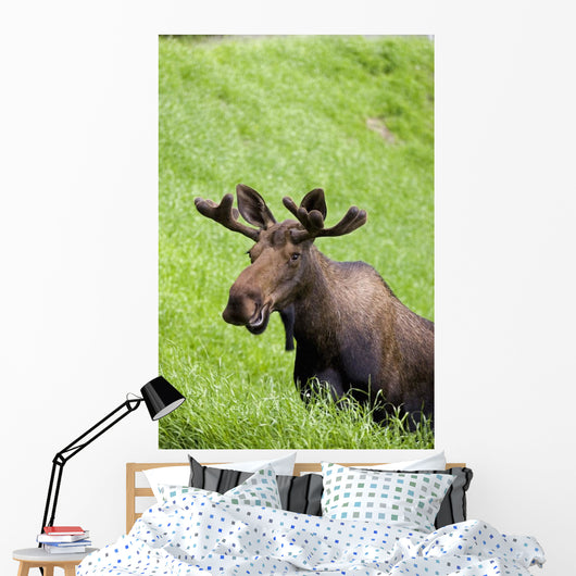 Bull Moose In Velvet Feeding On Spring Grass Wall Mural