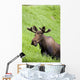 Bull Moose In Velvet Feeding On Spring Grass Wall Mural