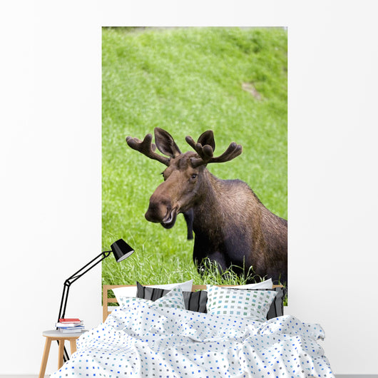 Bull Moose In Velvet Feeding On Spring Grass Wall Mural