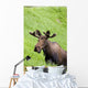 Bull Moose In Velvet Feeding On Spring Grass Wall Mural