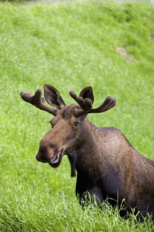 Bull Moose In Velvet Feeding On Spring Grass Wall Mural