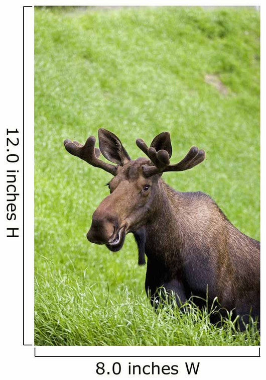 Bull Moose In Velvet Feeding On Spring Grass Wall Mural