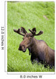 Bull Moose In Velvet Feeding On Spring Grass Wall Mural
