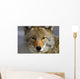 Close Up Of Coyote Death Valley National Park, California Wall Mural