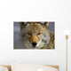 Close Up Of Coyote Death Valley National Park, California Wall Mural