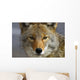 Close Up Of Coyote Death Valley National Park, California Wall Mural