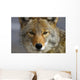 Close Up Of Coyote Death Valley National Park, California Wall Mural