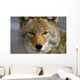 Close Up Of Coyote Death Valley National Park, California Wall Mural