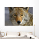Close Up Of Coyote Death Valley National Park, California Wall Mural