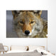 Close Up Of Coyote Death Valley National Park, California Wall Mural