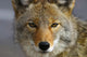 Close Up Of Coyote Death Valley National Park, California Wall Mural