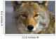 Close Up Of Coyote Death Valley National Park, California Wall Mural