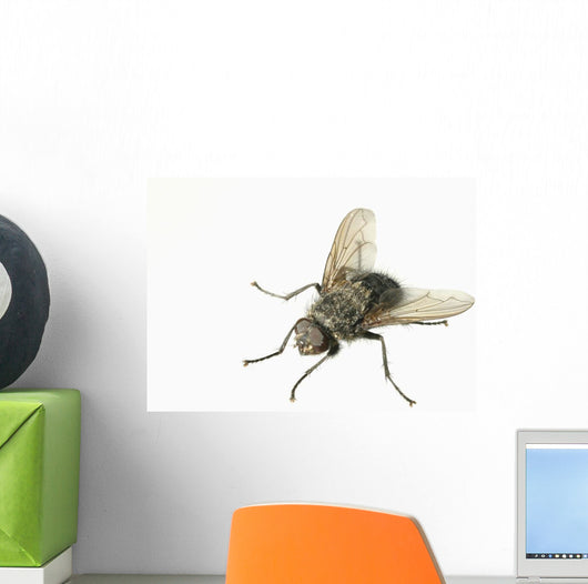 Common House Fly Macro Photo On White Alaska Wall Mural