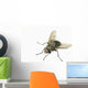 Common House Fly Macro Photo On White Alaska Wall Mural