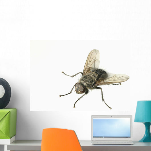 Common House Fly Macro Photo On White Alaska Wall Mural