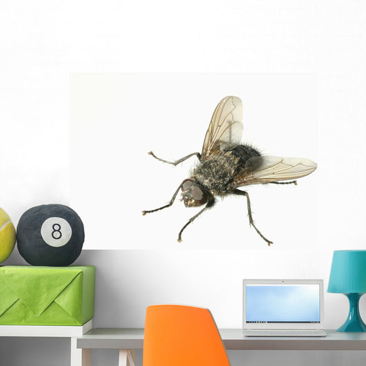 Common House Fly Macro Photo On White Alaska Wall Mural